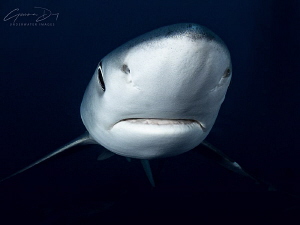 Blue shark in the deep, off Cape Point, South Africa. by Gemma Dry 
